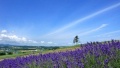 国产操穴视频日本一地6日游  境外旅游 6880元/人